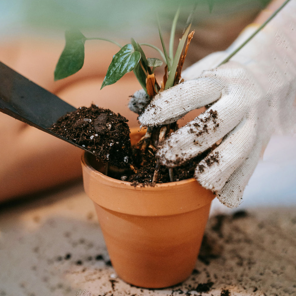 GARDEN ESSENTIALS