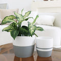 Ceramic Flower Pots for Indoor Plants